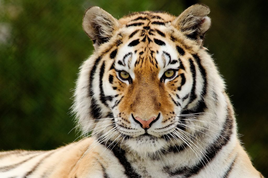 Short Essay On Tiger , Indian National Animal Essay ,Lines About Tiger , Paragraph On Tiger , Speech On Tiger , Short Note On Tiger , Tiger Essay , Essay On Tiger , Short Essay On Tiger , Hindi Essay On Tiger , English Essay On Tiger , Essay Tiger , Essay On Tiger – My Favorite Animal , Tiger Essay , Essay On National Animal Of India