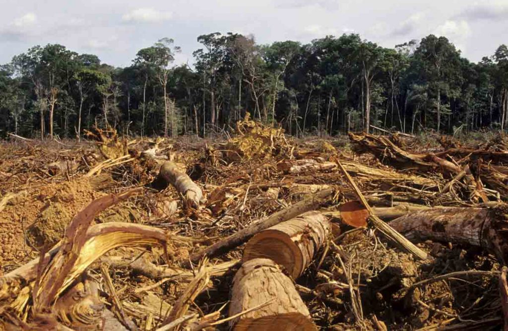 Deforestation : Effects, Prevention Steps, Essay, Speech, Paragraph